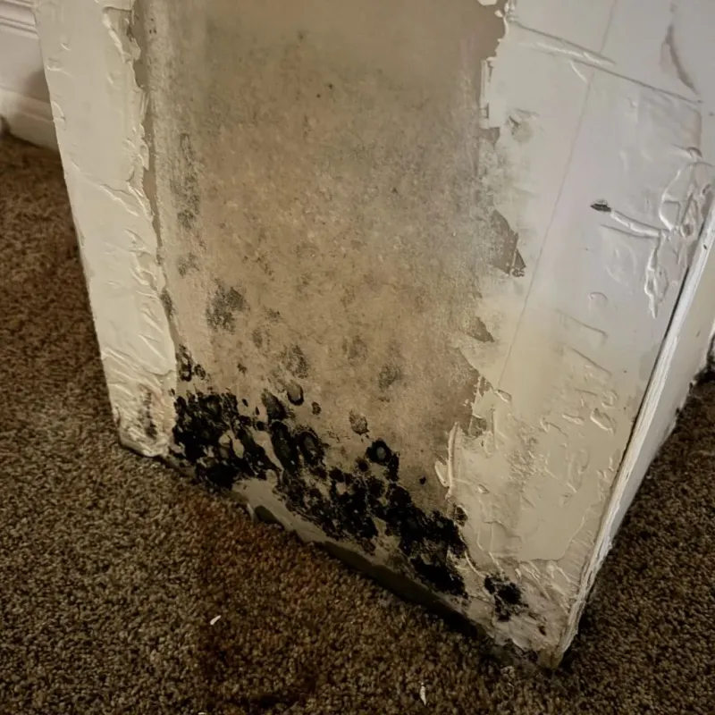 Professional Mold Removal in El Cerrito, CA